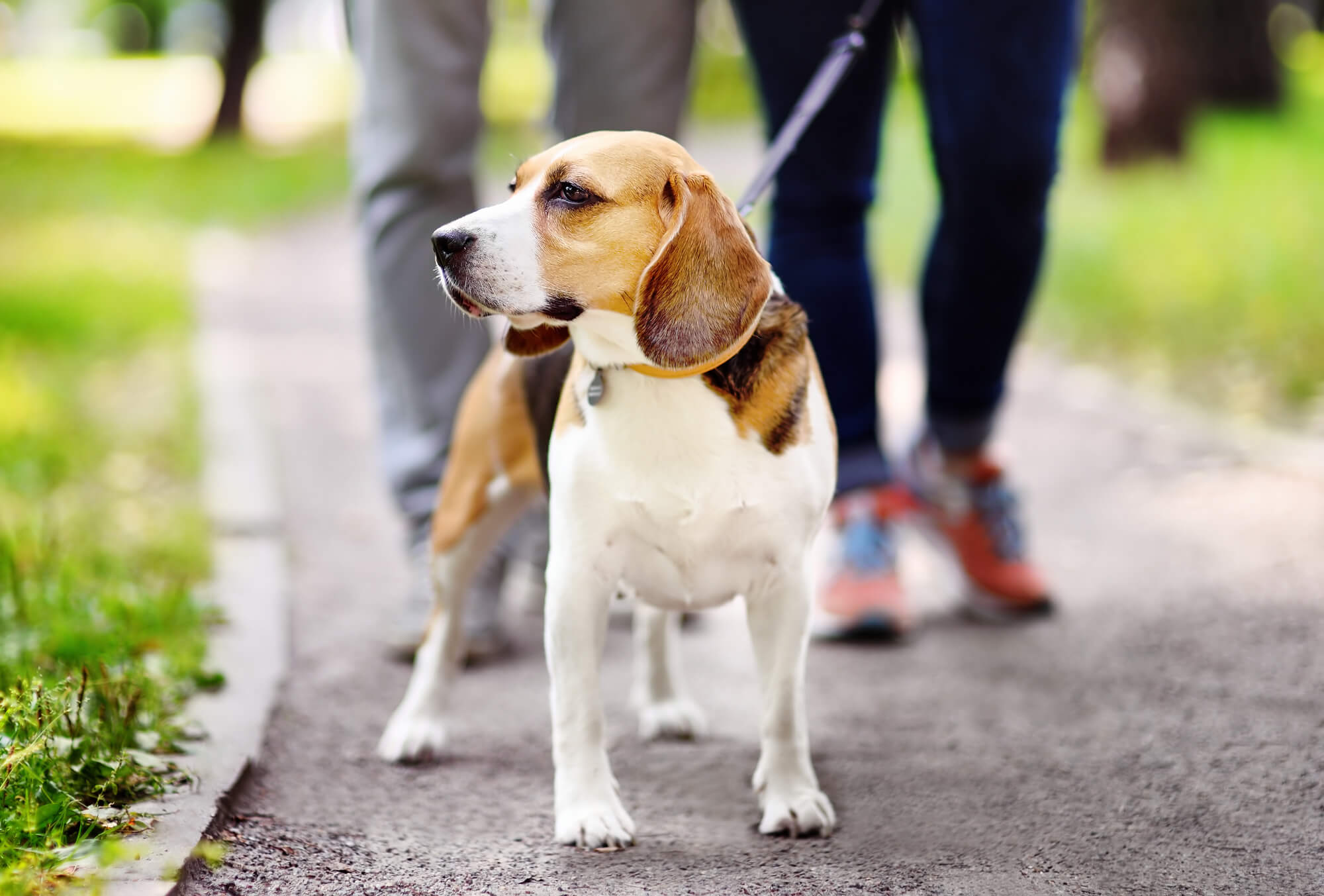 おしゃれな中型犬用首輪の選び方のポイントとおすすめアイテムをご紹介。